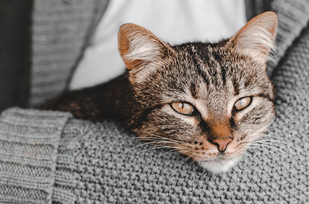 chat tigre pyothorax