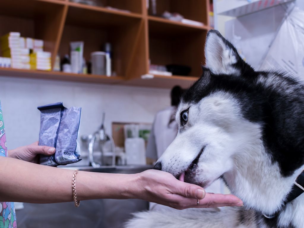 husky medicament epilepsie veterinaire