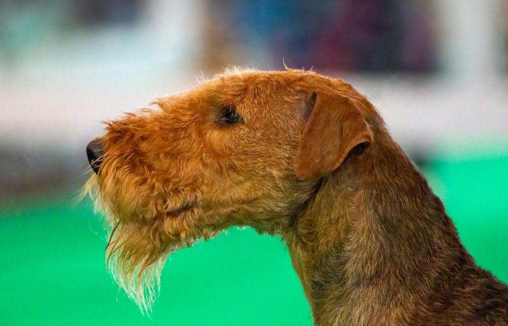 Portret van een Airedale Terriër in profiel