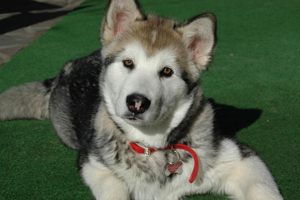 Chiot malamute