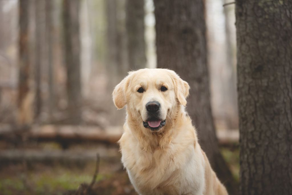 Golden retriever