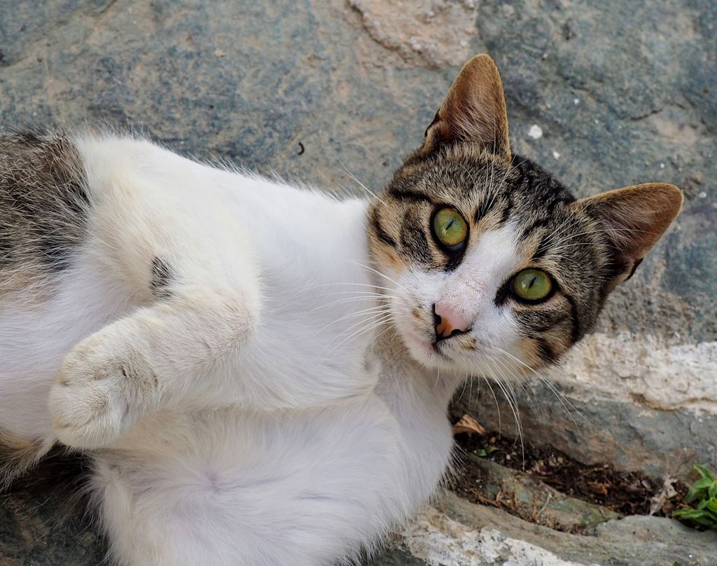 chat blanc et tigré yeux verts