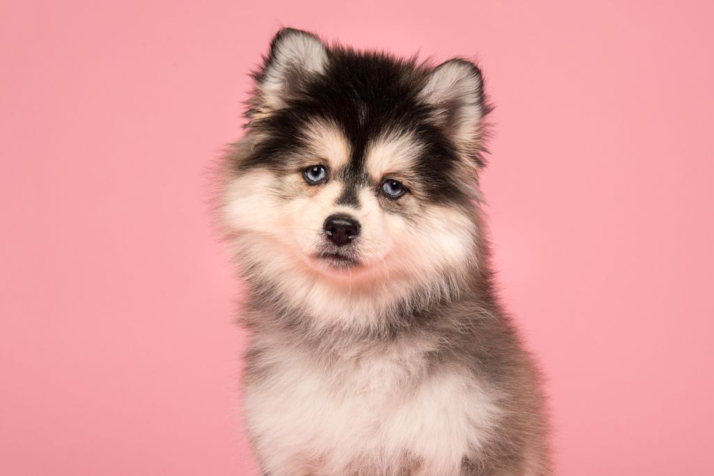 Chiot Pomsky