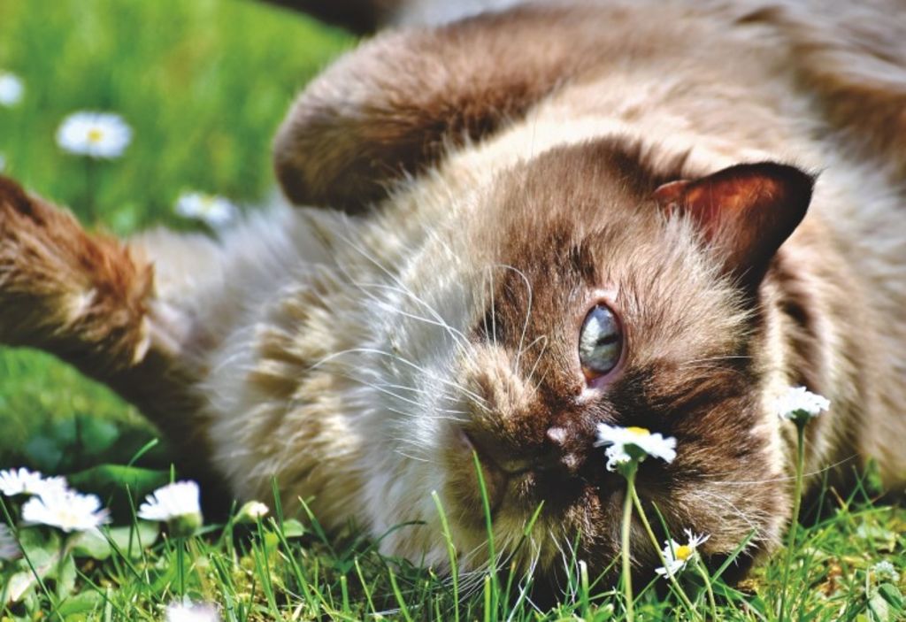breed-cat-3823002 1280