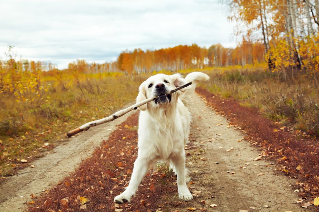 golden retriever foret baton