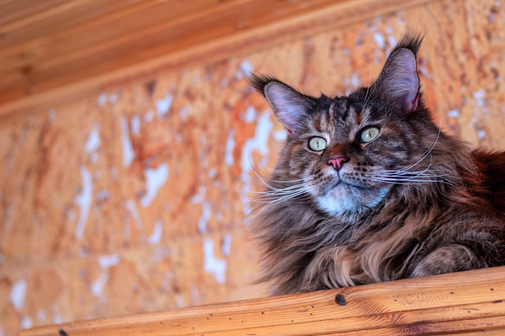 maine coon entropion