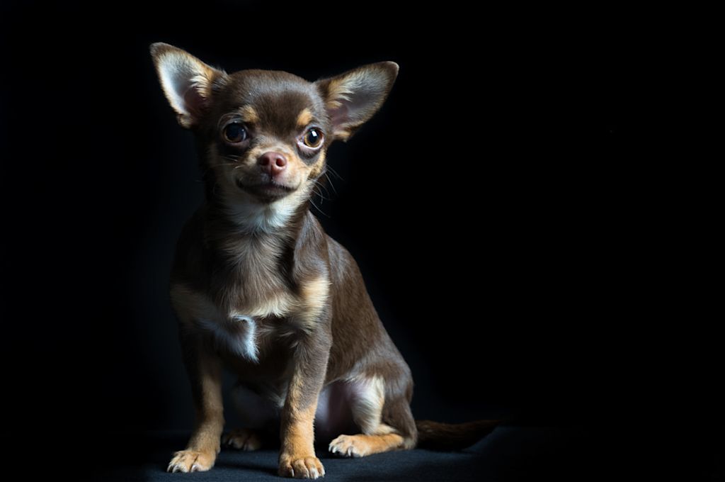 Chihuahua marron