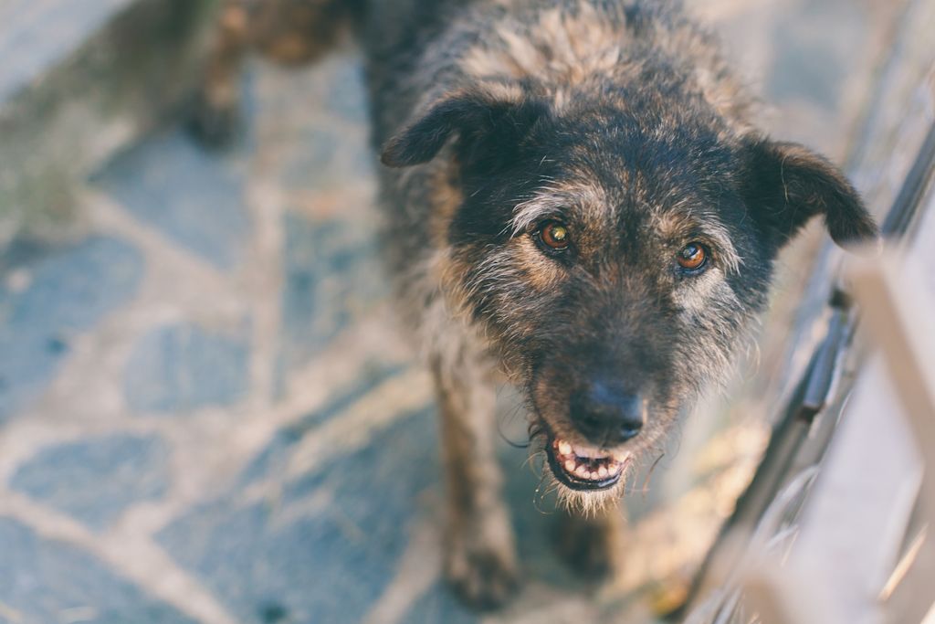 vieux chien tremble tumeur