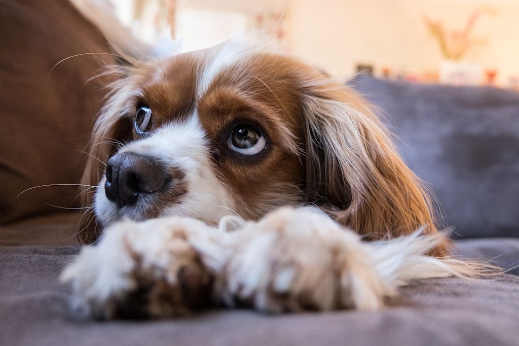 chien qui pleure