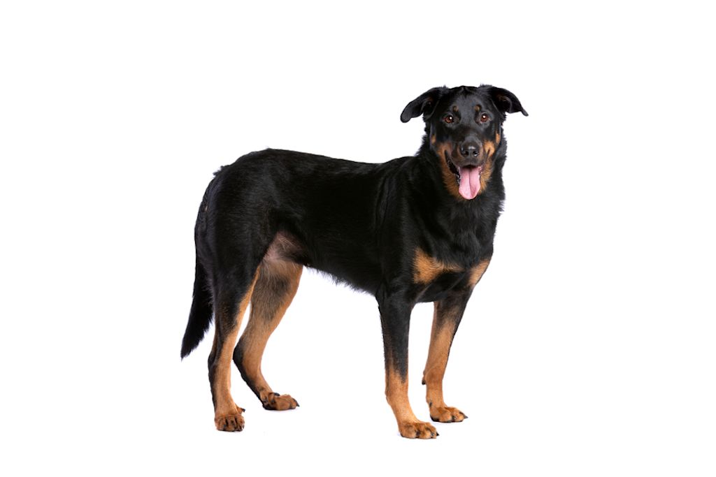 Cane da pastore Beauceron