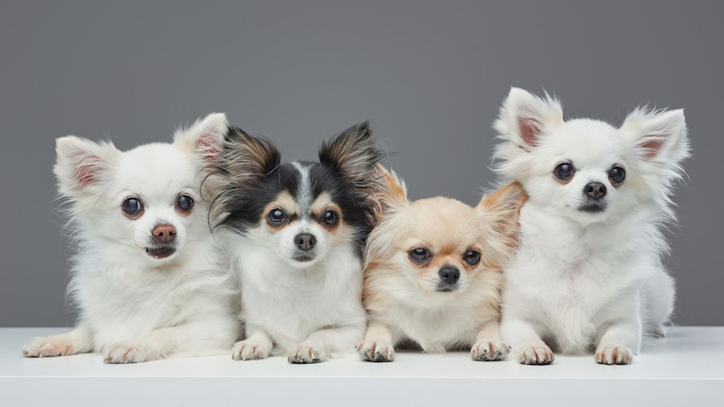 Chihuahua