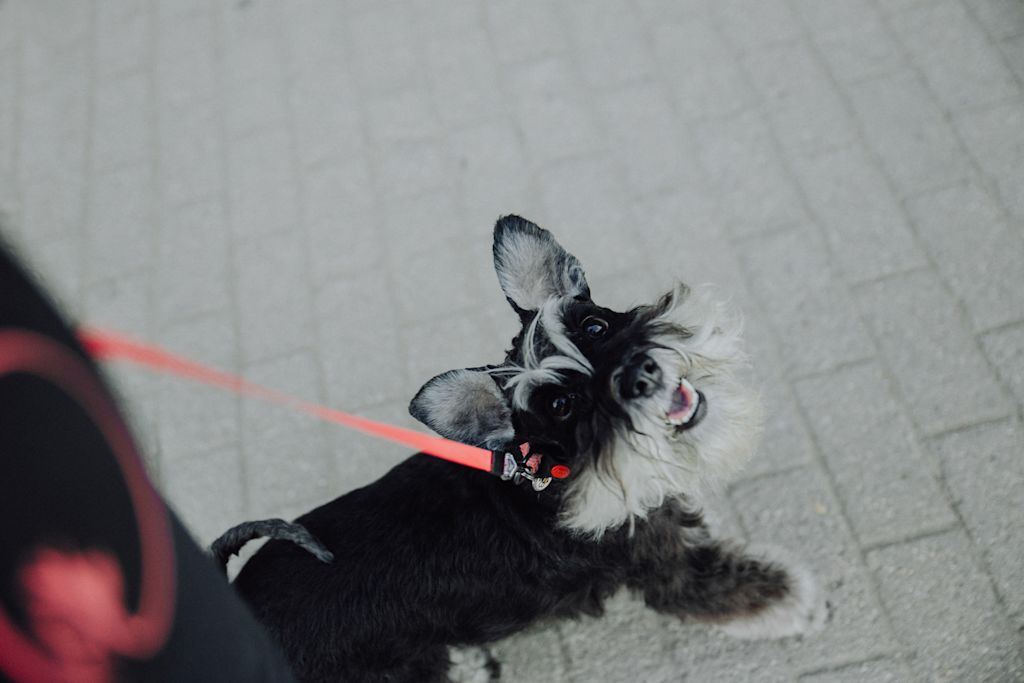 race chien qui aboie