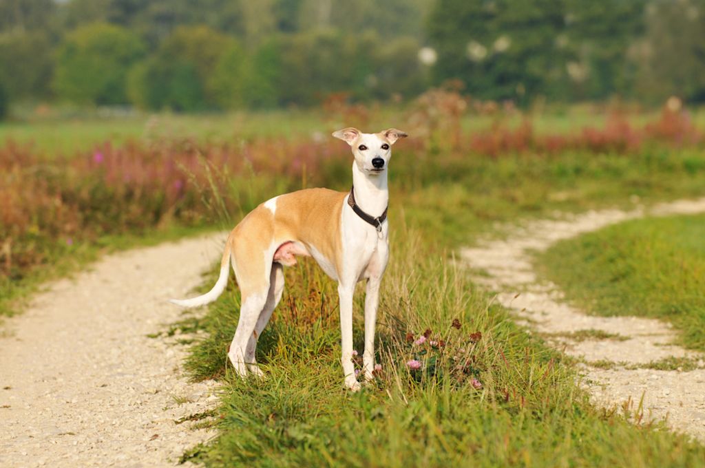 Perros lebreles Whippet