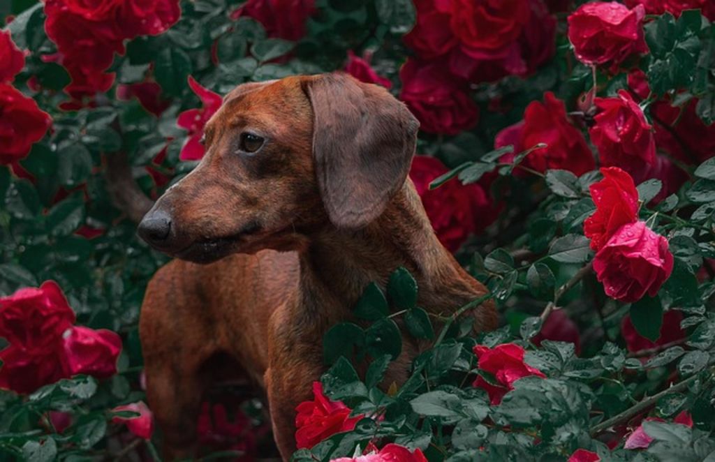 intoxication chien aux plantes