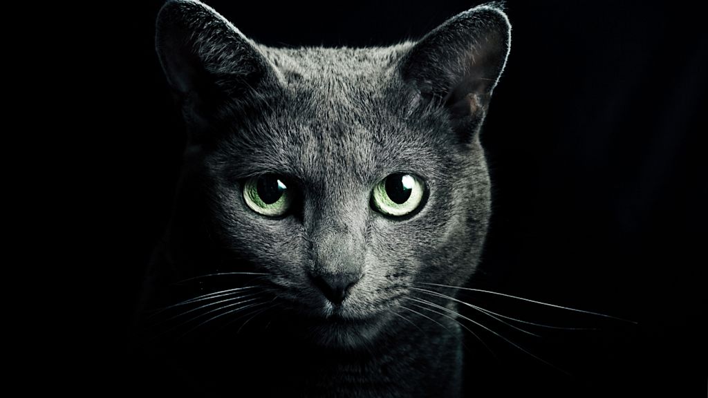 SV - Gato azul ruso