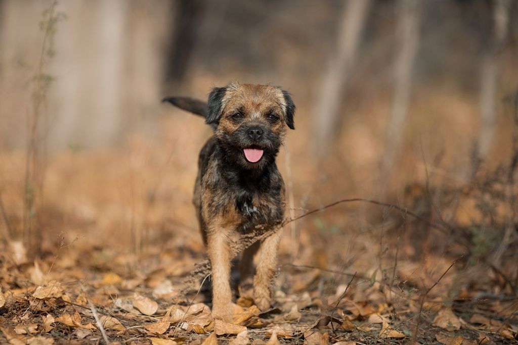 Border Terrier zit alert in gras