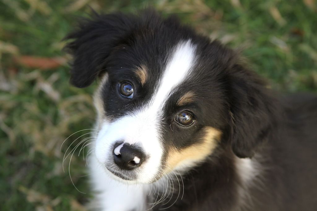 chiot berger americain miniature