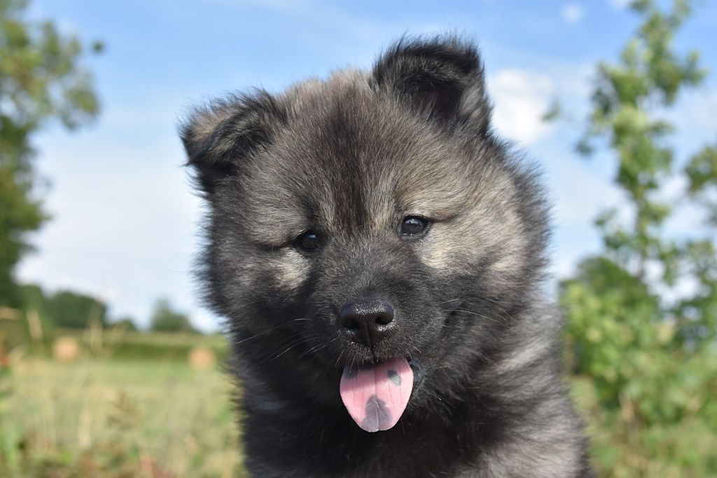 chiot eurasier