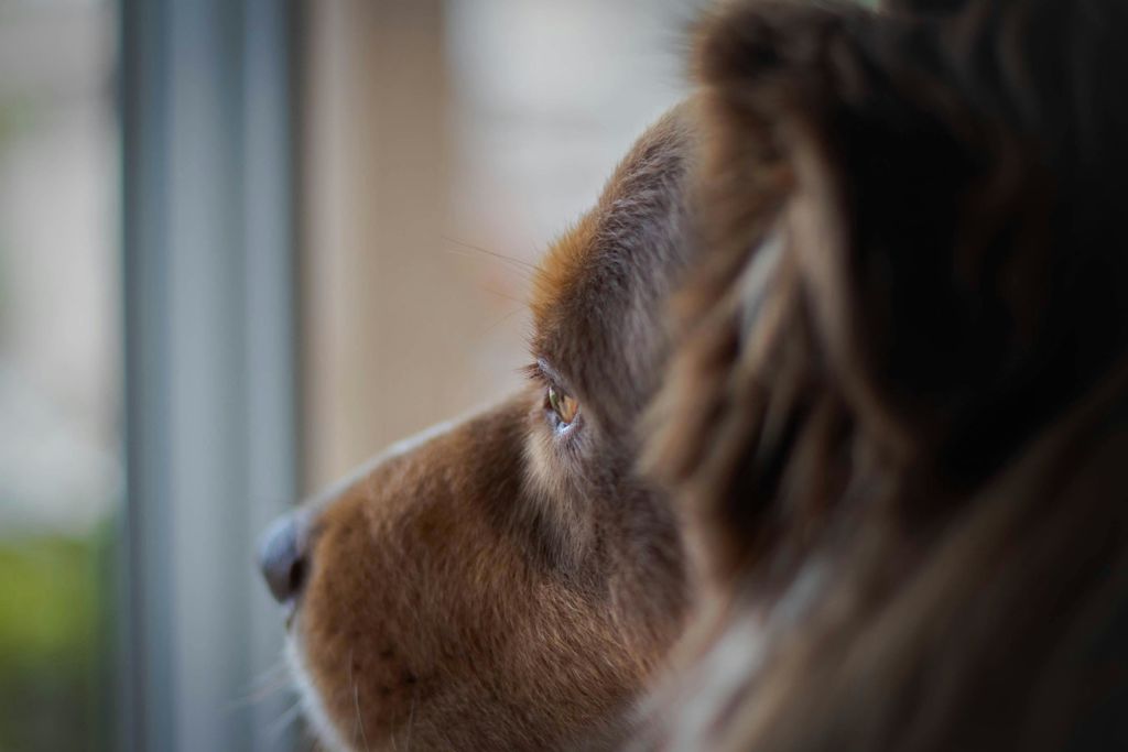 Berger Australien vu de côté