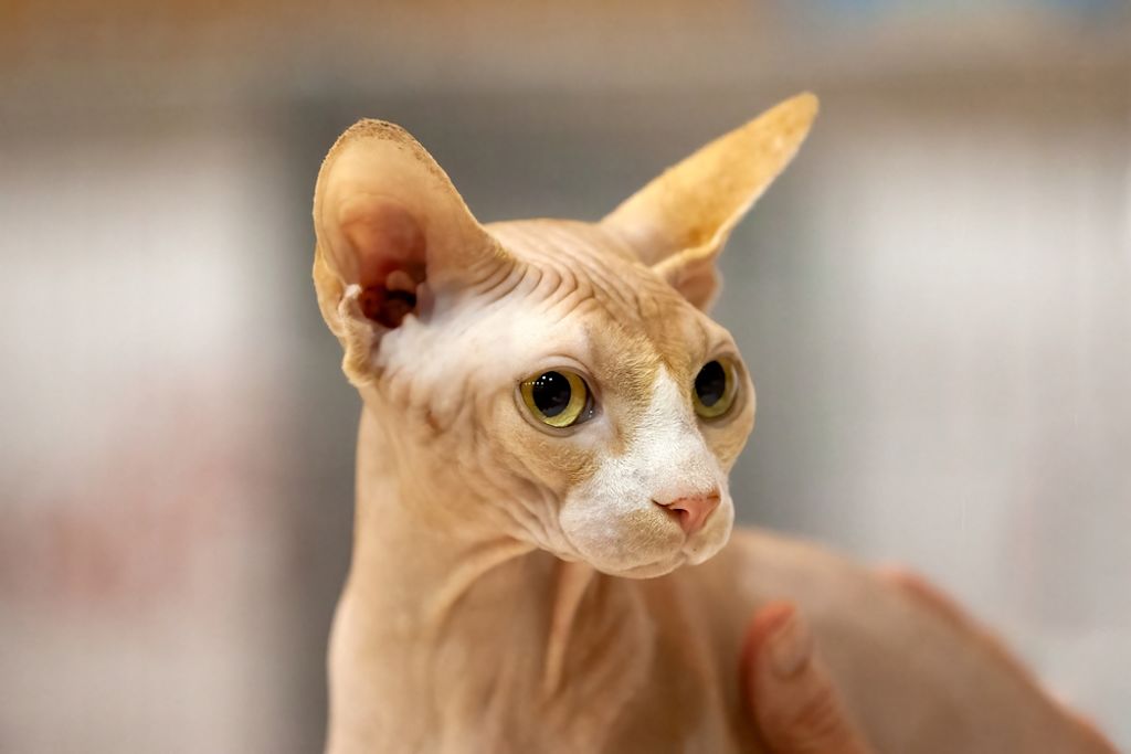 Kein Fell, kaum Allergie