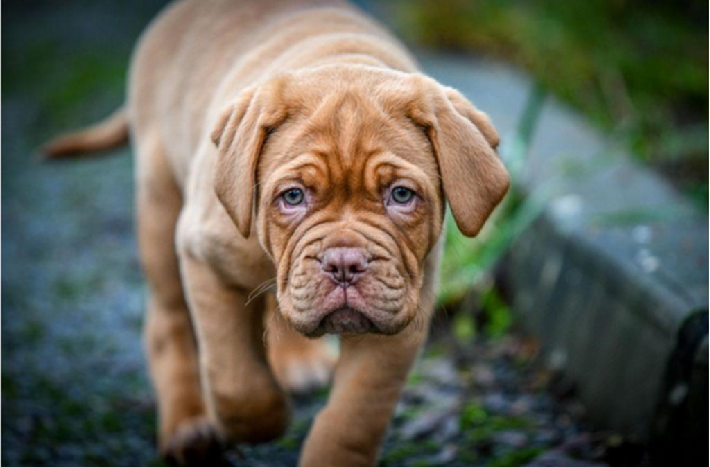 Dogue de Bordeaux puppy loopt langs pad