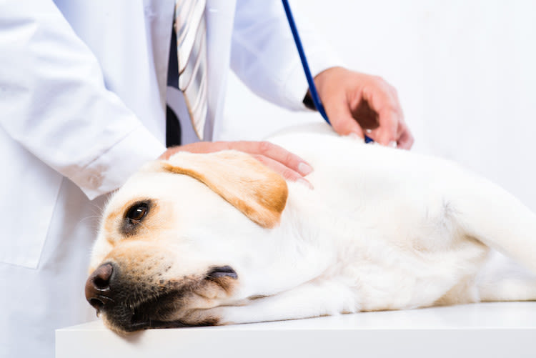 examens calculs urinaires chez le chien
