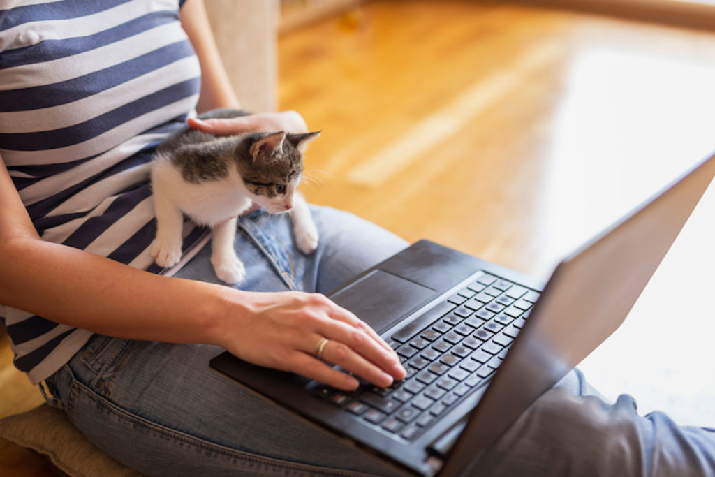 choisir assurance chat de race