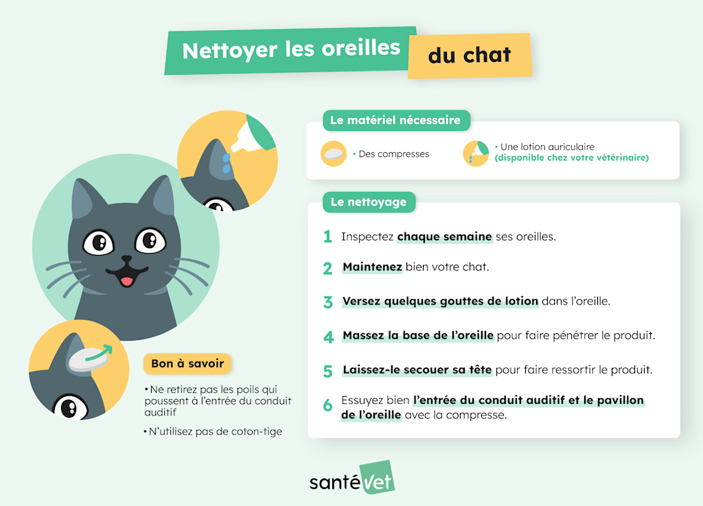 comment nettoyer les oreilles d'un chat