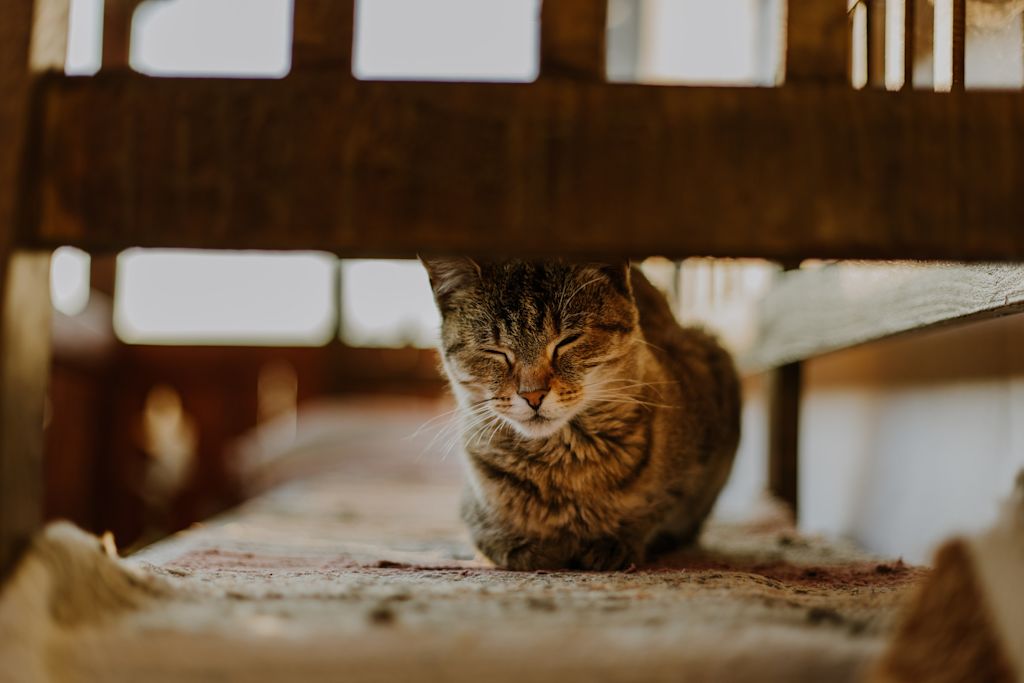 chat tigre coronavirose pif