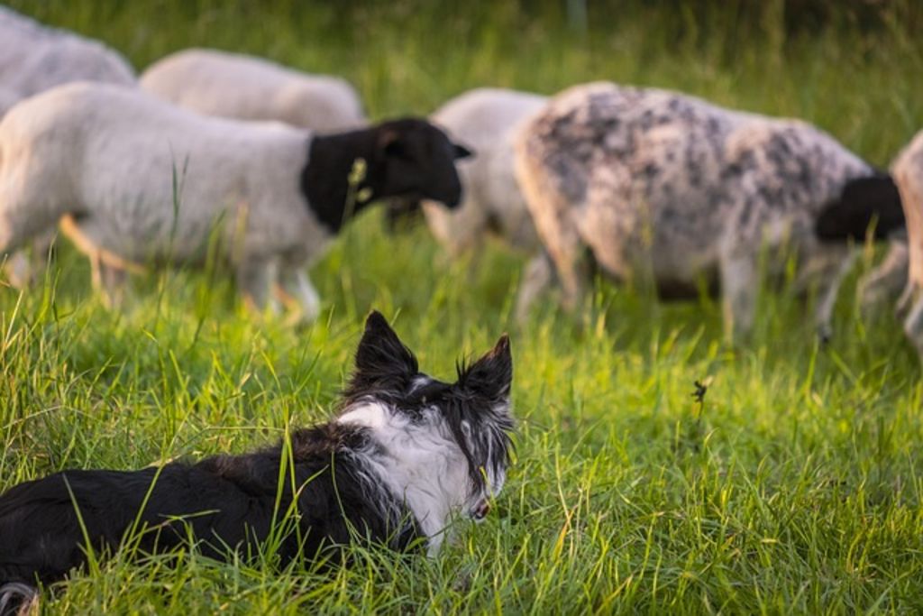 border collie et moutons