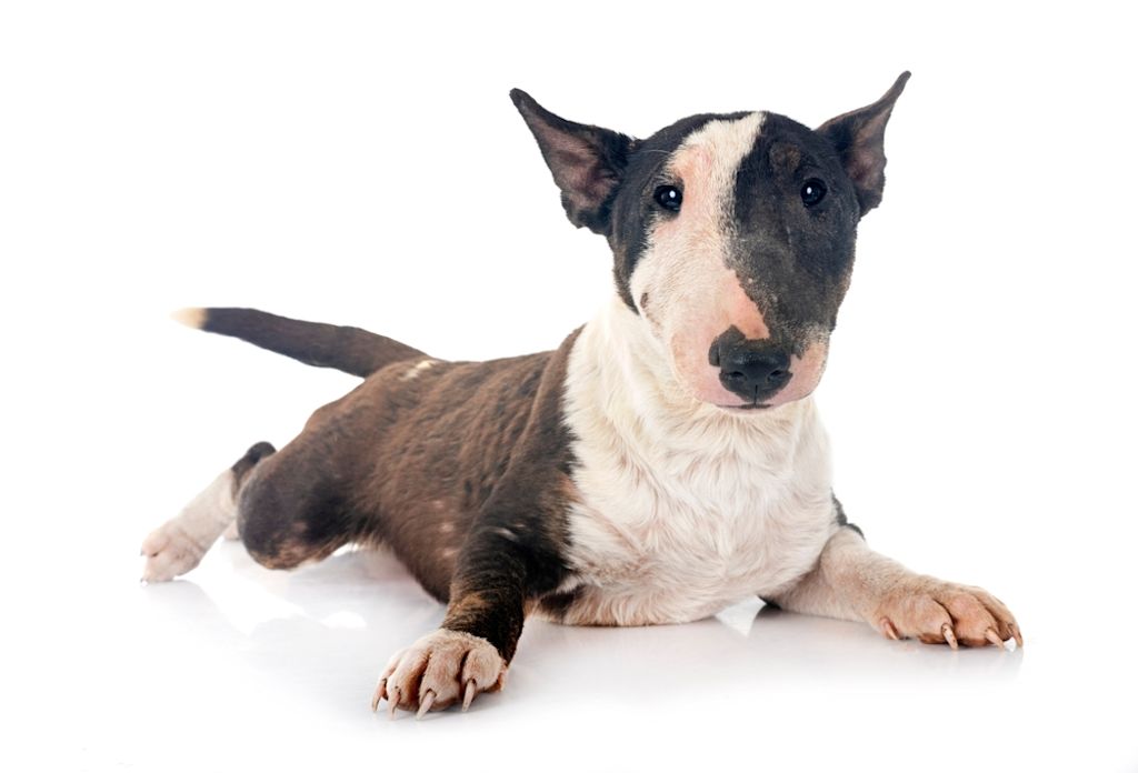 Bull Terrier