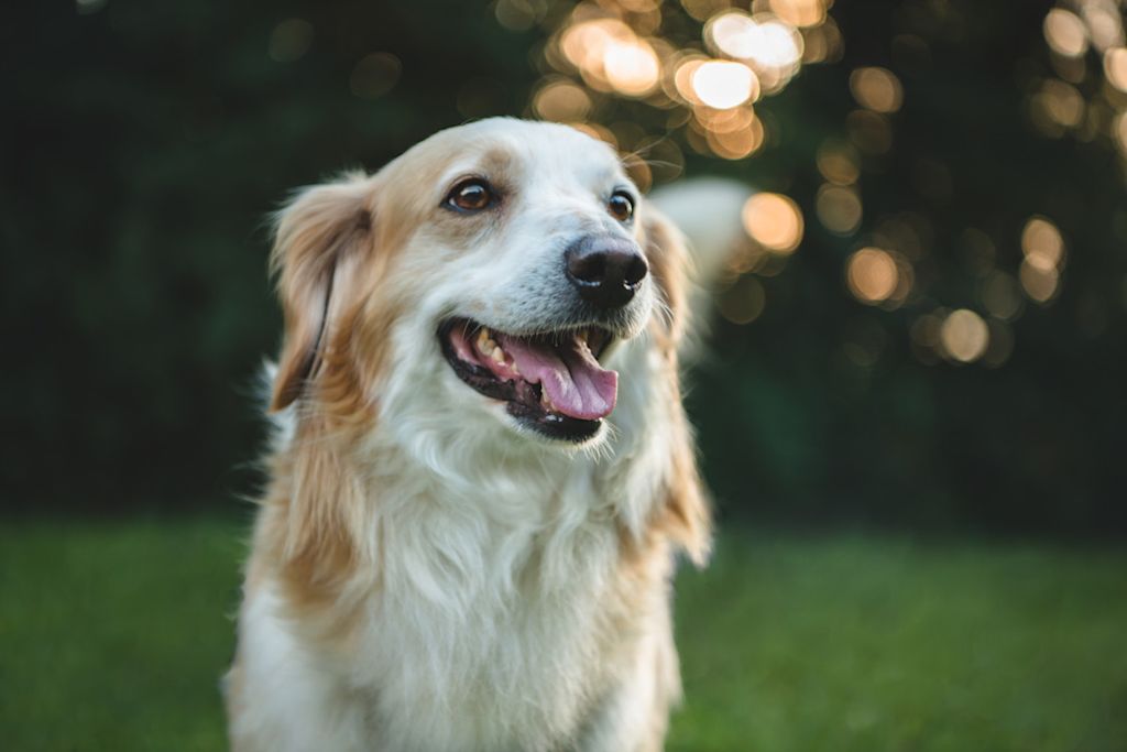 chien qui sourit