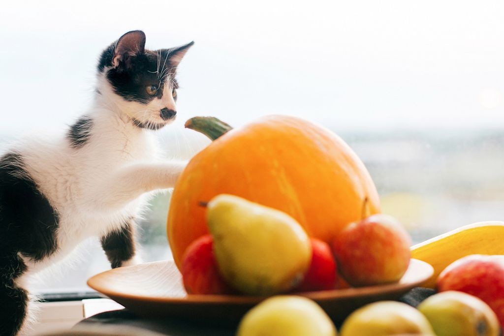 chaton et fruits toxiques