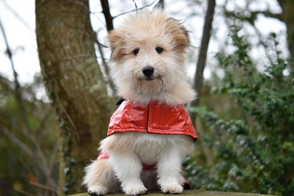 Manteau Chien été