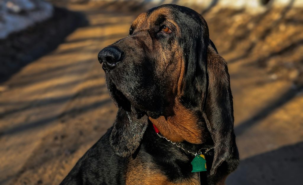 Chien de Saint-Hubert