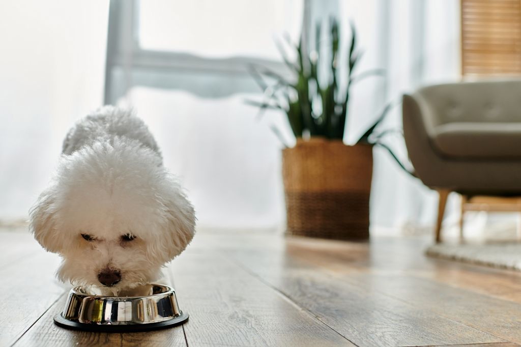 bichon frisé ciotola