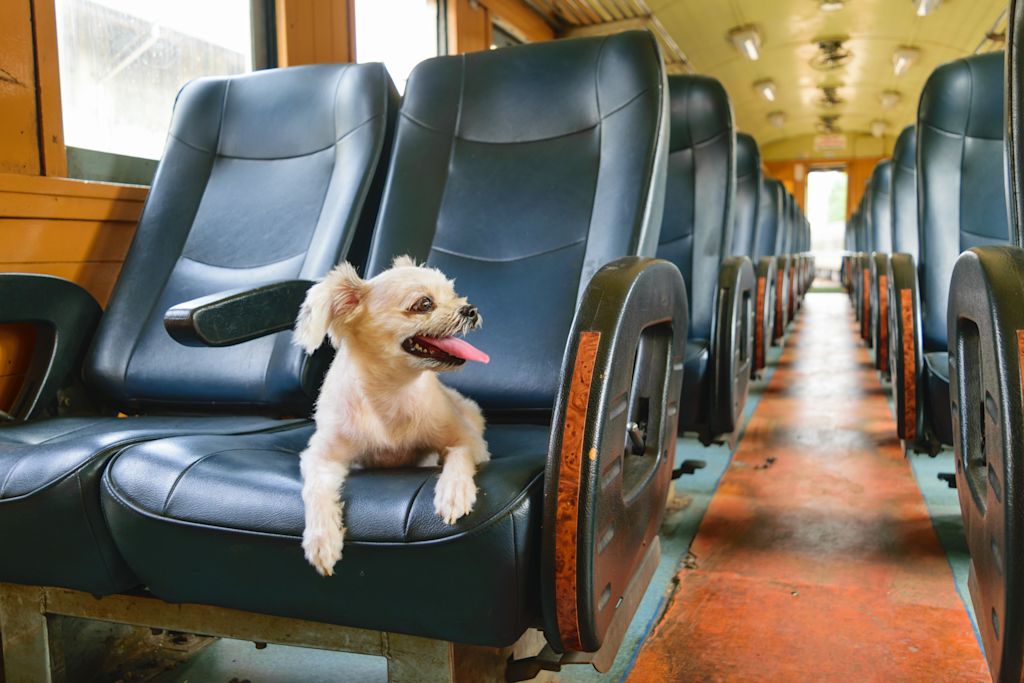 chien voyage train