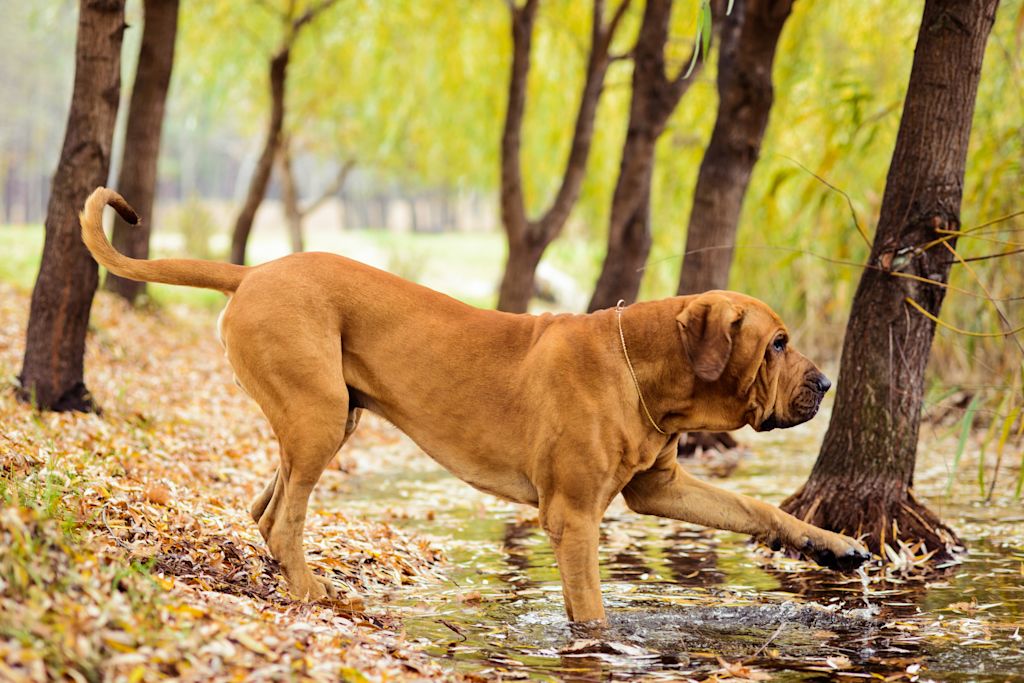 fila brasileiro adulte