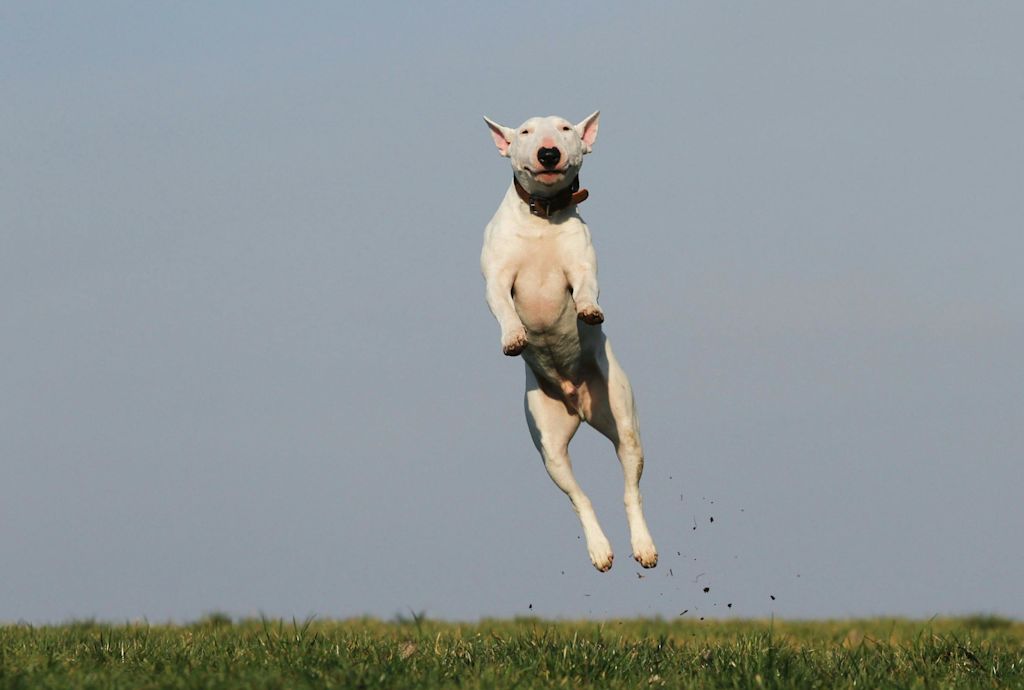 Bull Terrier en action