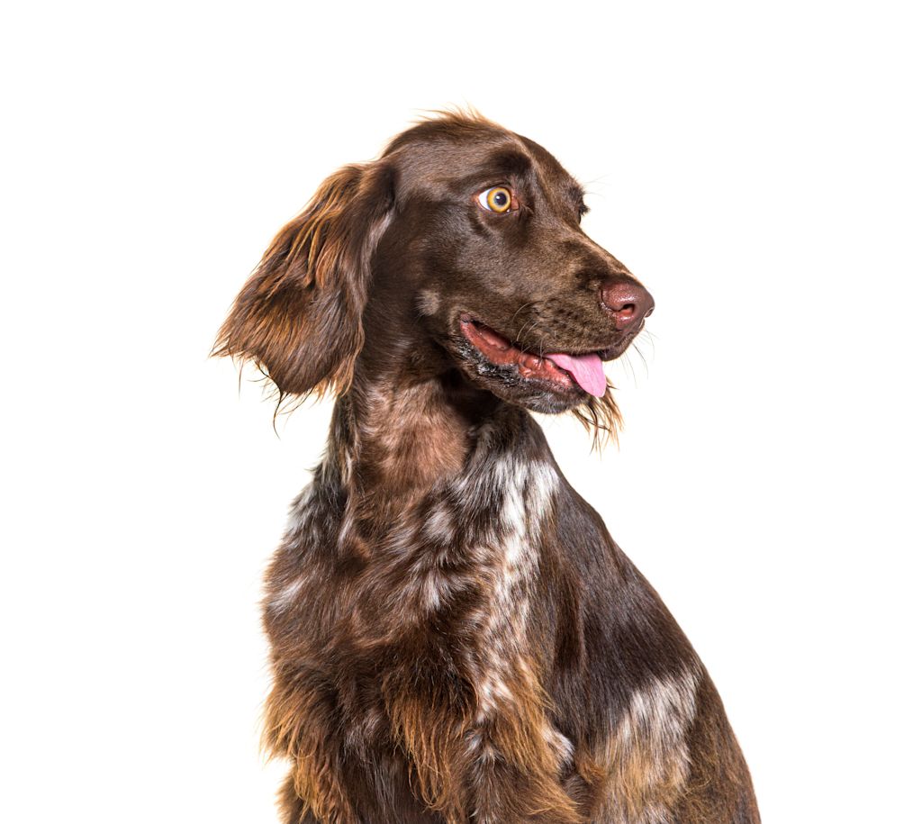 munsterlander marron