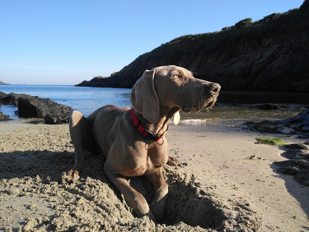 Braque de Weimar à la plage