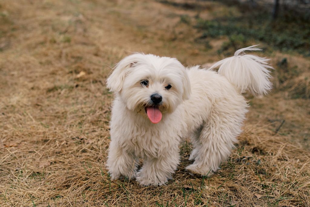 bichon maltais