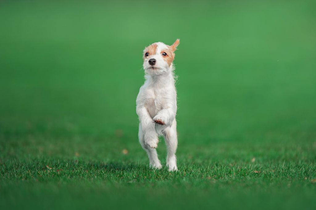 Parson Russel Terrier
