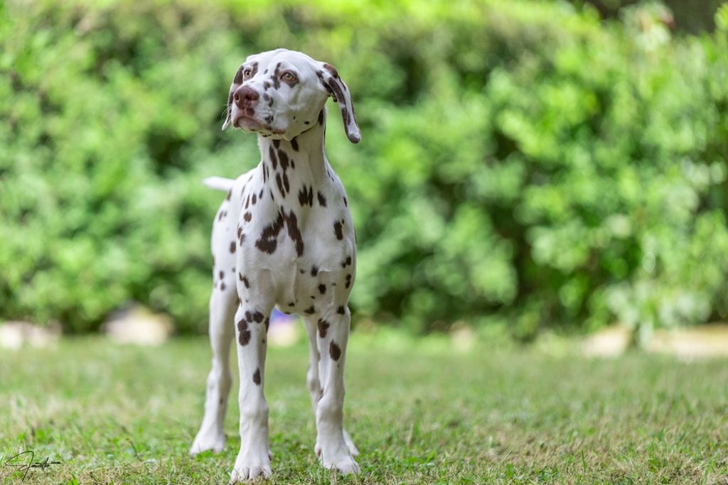 Dalmatiër staat alert in groene tuin