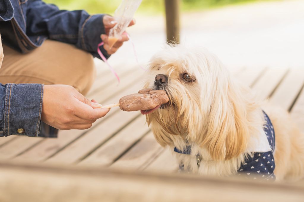 Chien qui mange une glace au chocolat