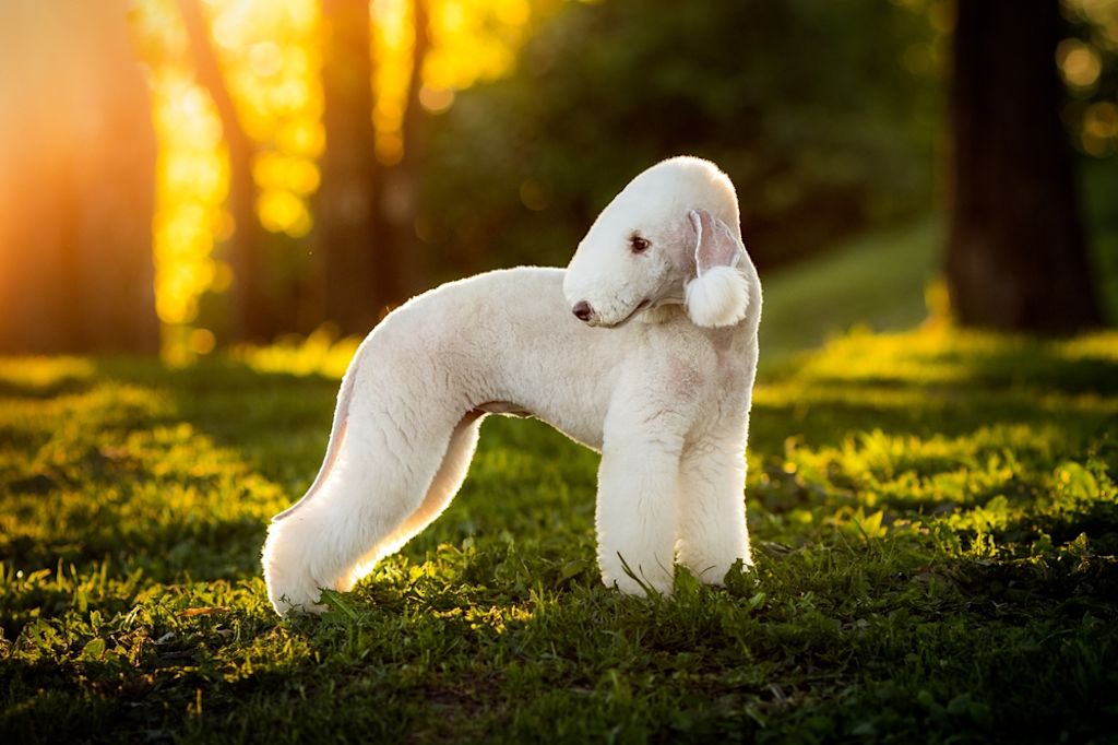Bedlington Terrier joue sur plage