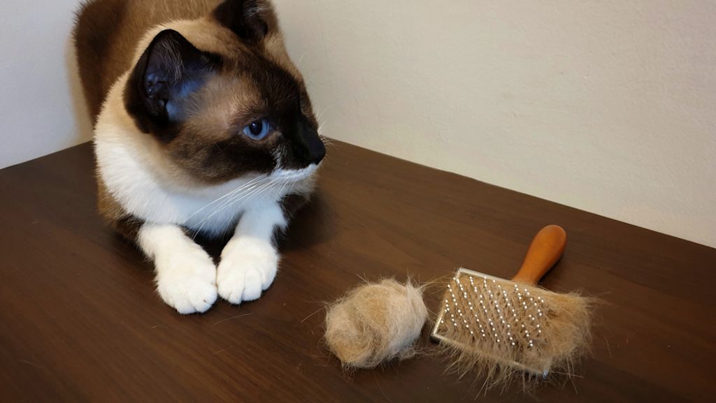 Spazzolare regolarmente