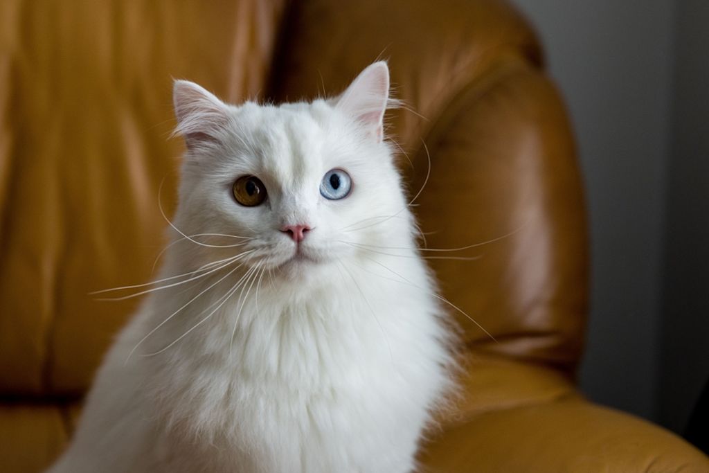 Gato blanco con heterocromía