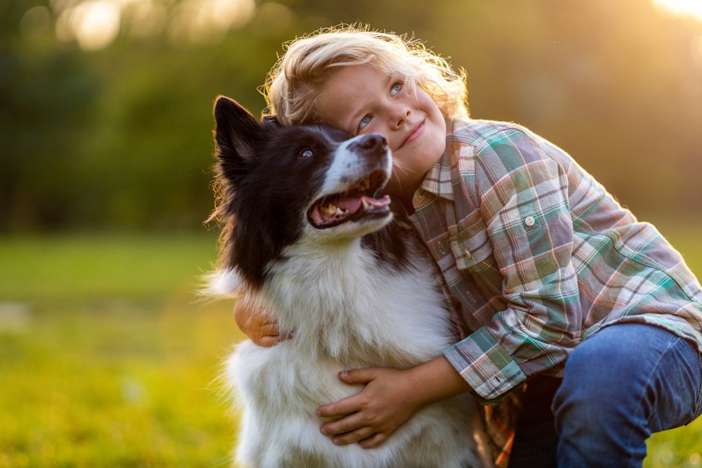 chien de famille berger australien