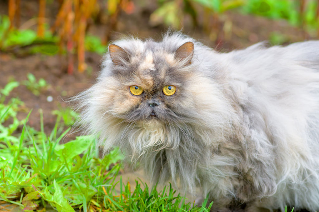 chat persan en exterieur